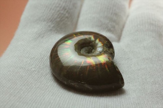 高品位なイリデッセンス(iridescence)を有するマダガスカル遺産の光るアンモナイト(その7)