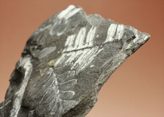 表もうらも！両面見られる石炭紀のシダ植物化石（その1）