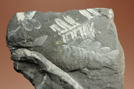 表もうらも！両面見られる石炭紀のシダ植物化石（その10）