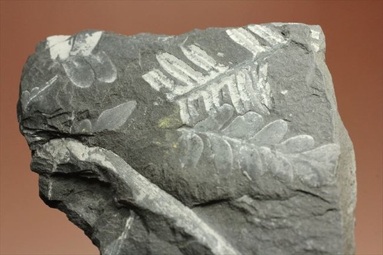 表もうらも!両面見られる石炭紀のシダ植物化石(その10)