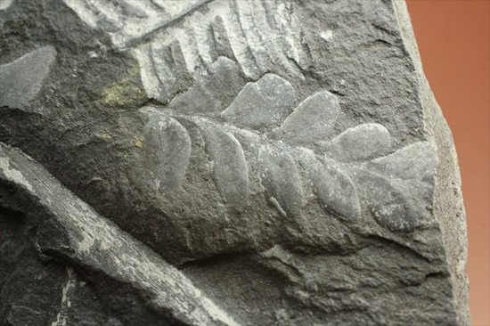 表もうらも!両面見られる石炭紀のシダ植物化石(その11)