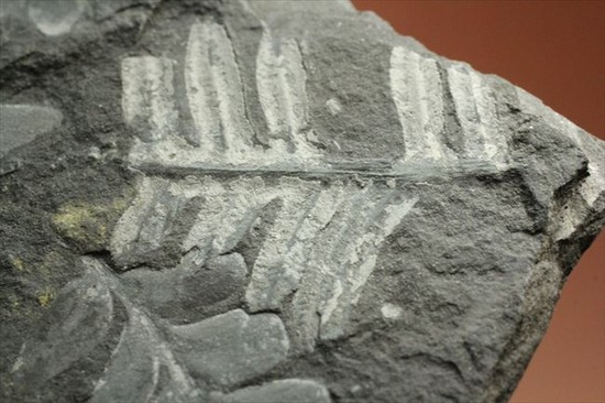 表もうらも!両面見られる石炭紀のシダ植物化石(その12)