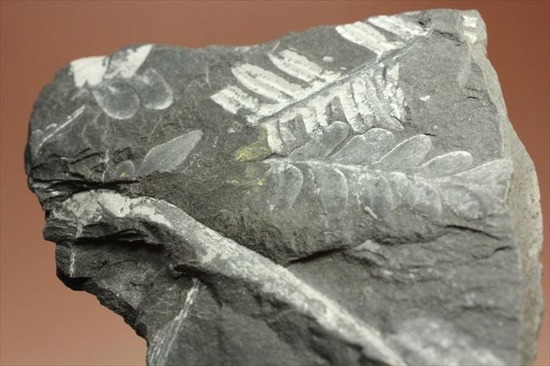 表もうらも！両面見られる石炭紀のシダ植物化石（その13）