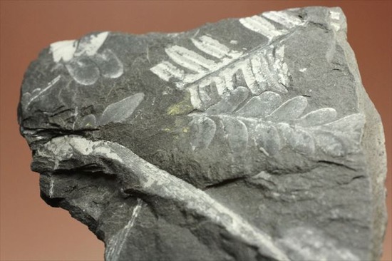 表もうらも!両面見られる石炭紀のシダ植物化石(その13)