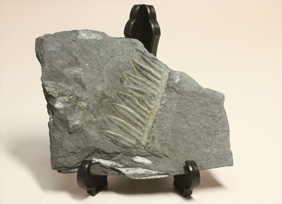 表もうらも！両面見られる石炭紀のシダ植物化石（その3）