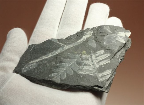 表もうらも!両面見られる石炭紀のシダ植物化石(その4)