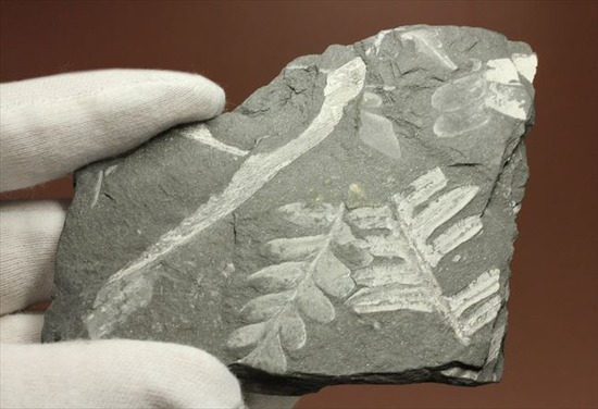 表もうらも!両面見られる石炭紀のシダ植物化石(その5)