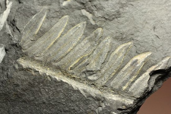 表もうらも!両面見られる石炭紀のシダ植物化石(その6)