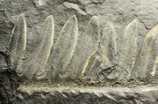 表もうらも！両面見られる石炭紀のシダ植物化石（その7）