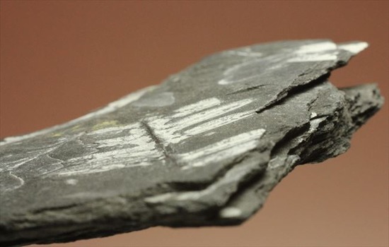 表もうらも！両面見られる石炭紀のシダ植物化石（その8）