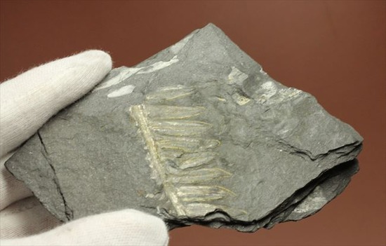 表もうらも！両面見られる石炭紀のシダ植物化石（その9）