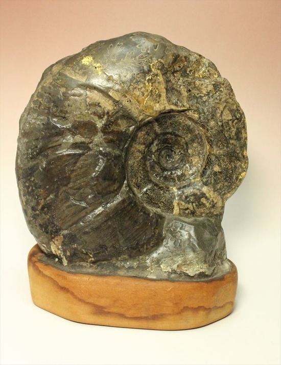一部黄鉄鉱化した、希少な北海道産アンモナイト。標本と一体化した土台付き。/中生代白亜紀（1億3500万 -- 6500万年前）【an503】