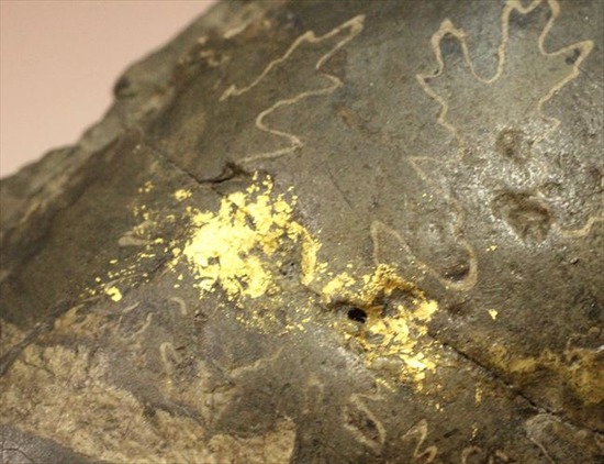 一部黄鉄鉱化した、希少な北海道産アンモナイト。標本と一体化した土台付き。（その7）