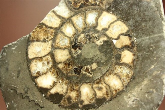 手にとると意外に重い!アンモナイトの中身がよくわかるポリッシュ標本(Ammonite)(その1)