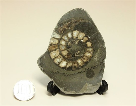 手にとると意外に重い！アンモナイトの中身がよくわかるポリッシュ標本(Ammonite)（その10）