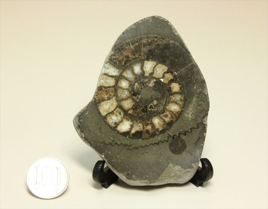 手にとると意外に重い!アンモナイトの中身がよくわかるポリッシュ標本(Ammonite)(その10)