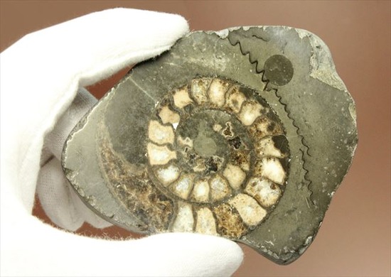 手にとると意外に重い!アンモナイトの中身がよくわかるポリッシュ標本(Ammonite)(その2)
