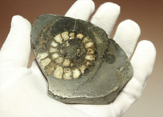 手にとると意外に重い！アンモナイトの中身がよくわかるポリッシュ標本(Ammonite)（その4）