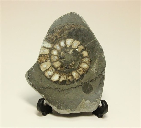 手にとると意外に重い!アンモナイトの中身がよくわかるポリッシュ標本(Ammonite)(その5)