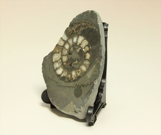 手にとると意外に重い!アンモナイトの中身がよくわかるポリッシュ標本(Ammonite)(その6)