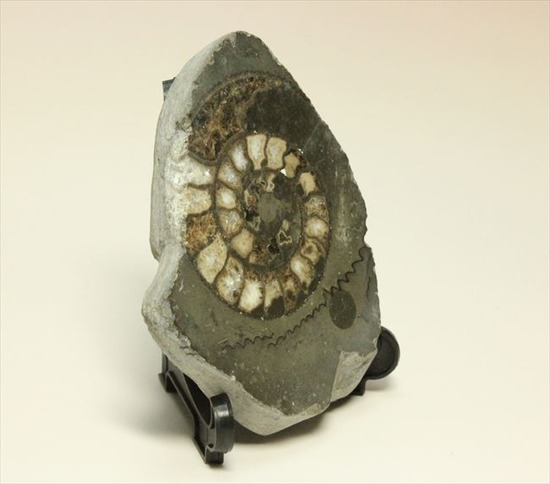 手にとると意外に重い！アンモナイトの中身がよくわかるポリッシュ標本(Ammonite)（その7）