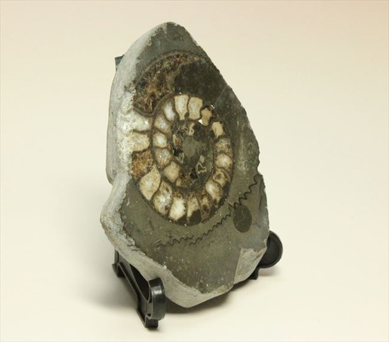 手にとると意外に重い!アンモナイトの中身がよくわかるポリッシュ標本(Ammonite)(その7)