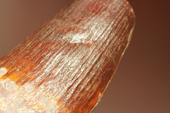ヤバイ!馬鹿太い!ハイクラスのコレクター向けスピノサウルスの歯化石(その8)