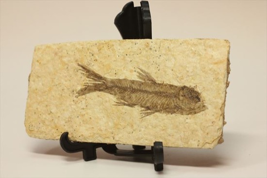 骨、ヒレのディティールまで保存されている古代の魚化石、ナイティア(Knightia)(その1)