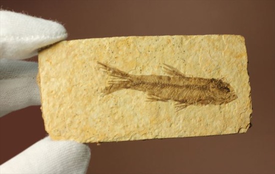 骨、ヒレのディティールまで保存されている古代の魚化石、ナイティア(Knightia)(その10)