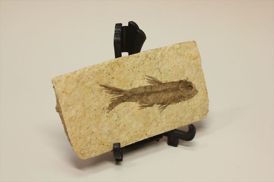 骨、ヒレのディティールまで保存されている古代の魚化石、ナイティア(Knightia)(その11)