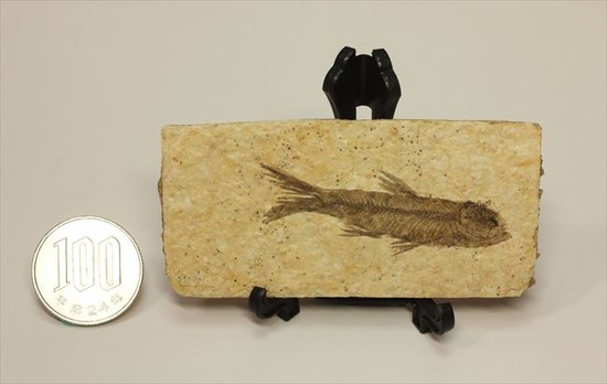 骨、ヒレのディティールまで保存されている古代の魚化石、ナイティア(Knightia)(その12)