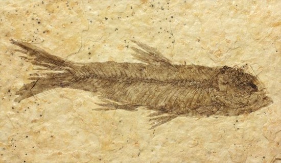 骨、ヒレのディティールまで保存されている古代の魚化石、ナイティア(Knightia)(その2)