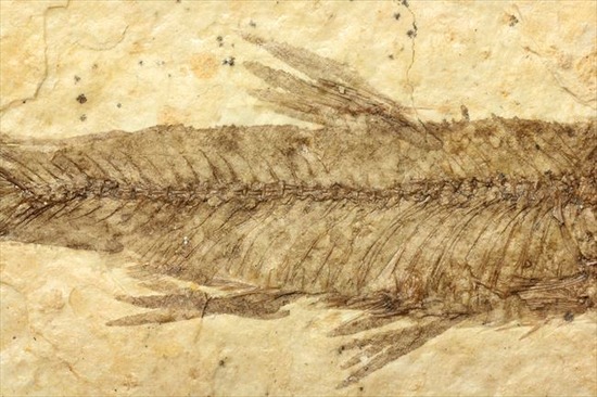 骨、ヒレのディティールまで保存されている古代の魚化石、ナイティア(Knightia)(その4)