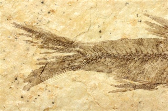 骨、ヒレのディティールまで保存されている古代の魚化石、ナイティア(Knightia)(その5)