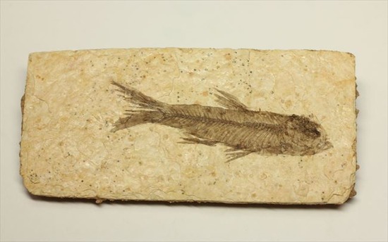 ナイティア魚化石画像