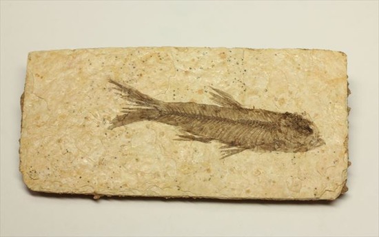 骨、ヒレのディティールまで保存されている古代の魚化石、ナイティア(Knightia)(その7)