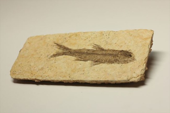 骨、ヒレのディティールまで保存されている古代の魚化石、ナイティア(Knightia)(その8)