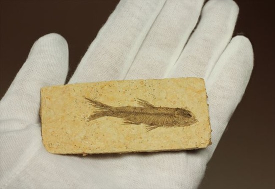 骨、ヒレのディティールまで保存されている古代の魚化石、ナイティア(Knightia)(その9)
