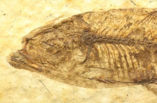 小骨の1本1本まで確認できるクオリティ!ニシン科の魚化石ナイティア(Knightia)(その10)