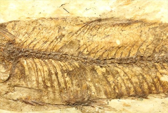 小骨の1本1本まで確認できるクオリティ！ニシン科の魚化石ナイティア(Knightia)（その11）