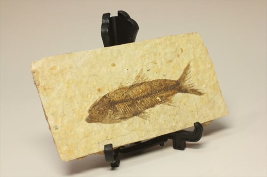 小骨の1本1本まで確認できるクオリティ!ニシン科の魚化石ナイティア(Knightia)(その3)