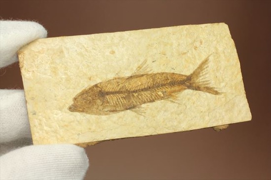 小骨の1本1本まで確認できるクオリティ!ニシン科の魚化石ナイティア(Knightia)(その5)