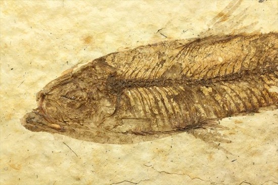 小骨の1本1本まで確認できるクオリティ!ニシン科の魚化石ナイティア(Knightia)(その6)