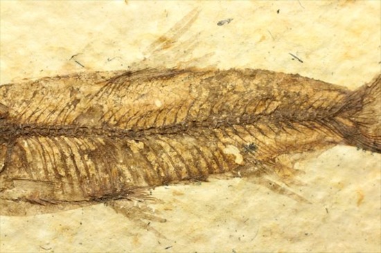 小骨の1本1本まで確認できるクオリティ!ニシン科の魚化石ナイティア(Knightia)(その7)