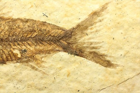 小骨の1本1本まで確認できるクオリティ!ニシン科の魚化石ナイティア(Knightia)(その8)