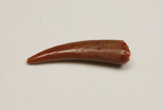 えんじ色の美しいボディ、上等品！8000万年前の翼竜アンハングエラの歯化石（その2）