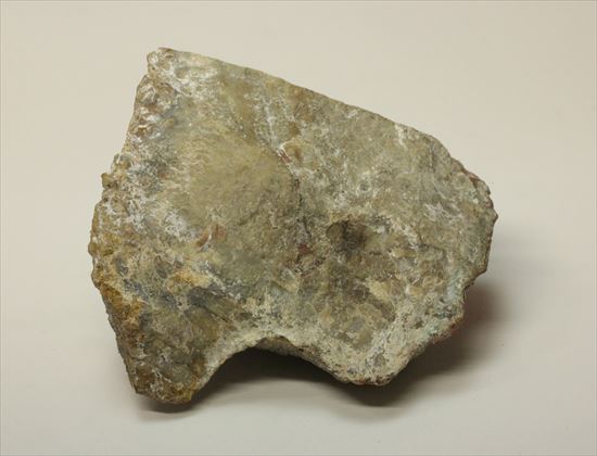 超個性的なペーパーウェイトに！！草食恐竜のウンチ化石コプロライト（coprolite）（その11）