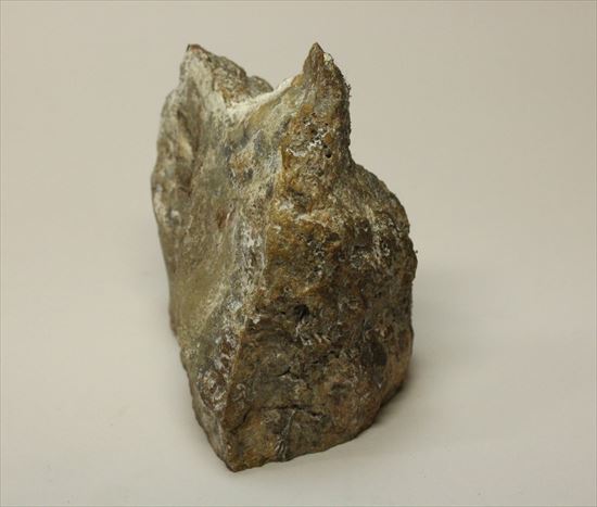 超個性的なペーパーウェイトに！！草食恐竜のウンチ化石コプロライト（coprolite）（その5）