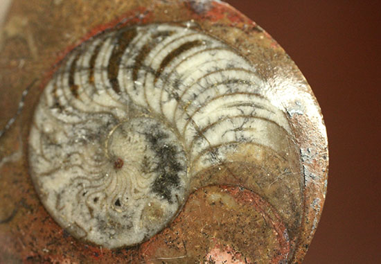 殻の中身がクッキリ！ゴニアタイト化石