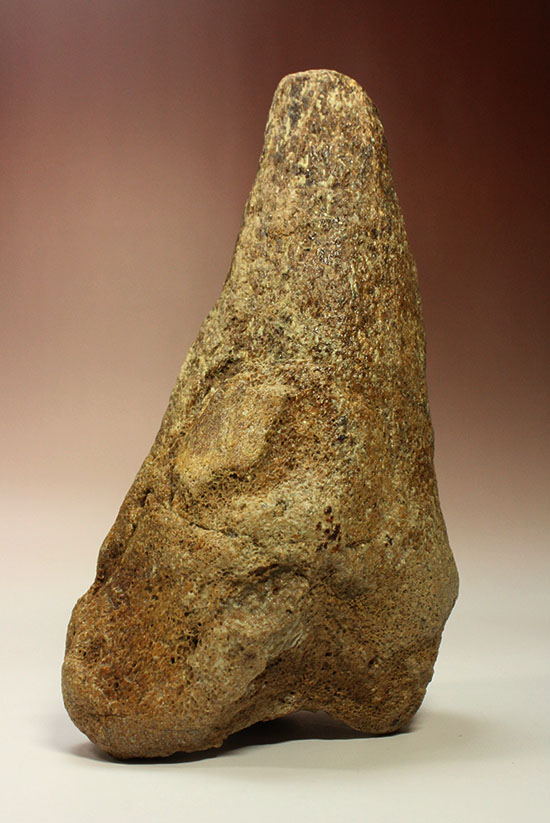 トリケラトプスの鼻角化石